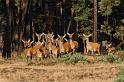 41 Hoge Veluwe, edelherten